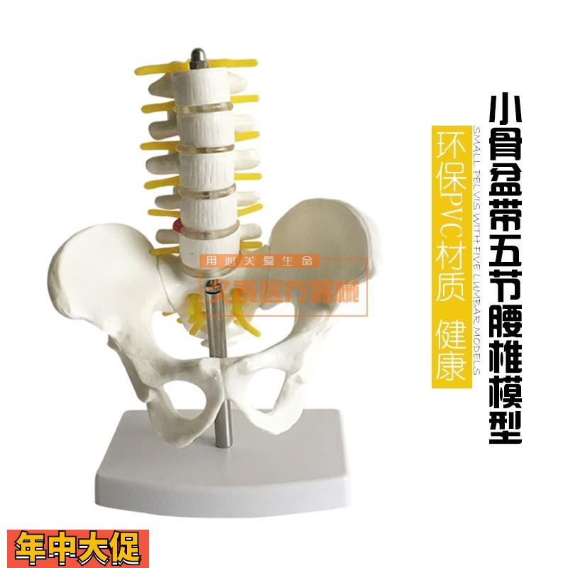 正品小型骨盆带五节腰椎模型脊柱模型骨科模型人体骨骼