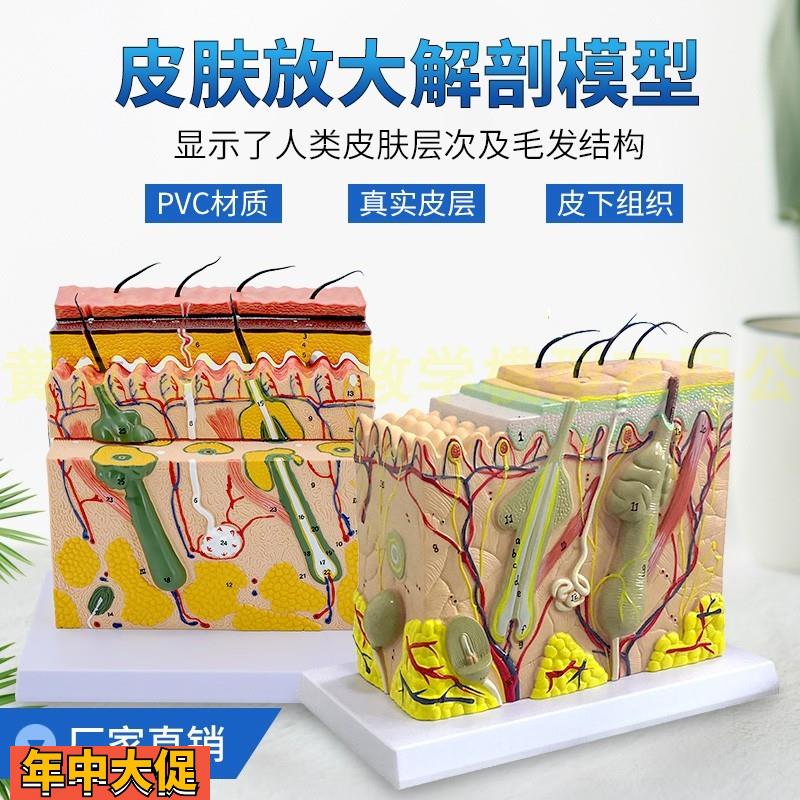 人体皮肤结构解剖模型组织层次放大皮肤构造具微整形演示美容教学