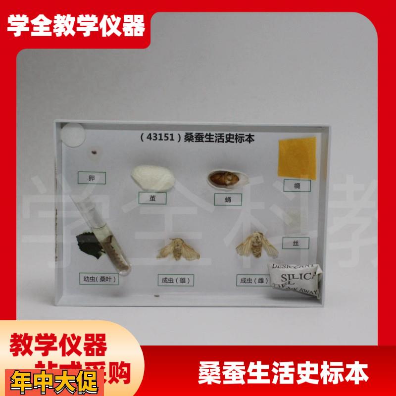 厂家直销蚕宝宝的一生标本桑蚕生命周期蚕蛹蚕蛾蚕茧试管标本蚕宝