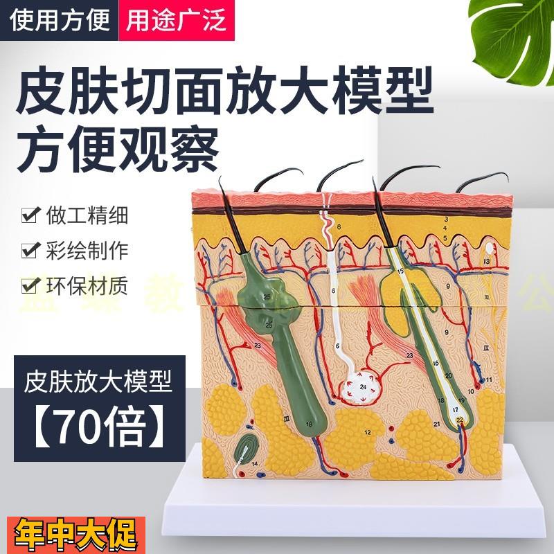 立体皮肤组织结构放大模型层次人体构造分层解剖模具美容整形毛发