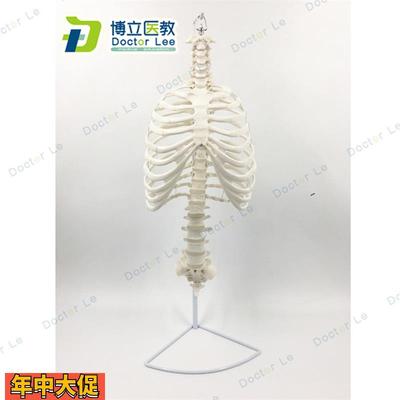 医学人体脊柱胸廓结构模型脊椎骨盆整骨胸骨肋骨胸腔骼