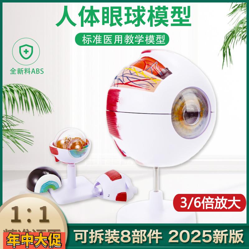 25年新版人体眼球模型3d结构眼球与眼眶放大解剖眼睛肌肉医院教学