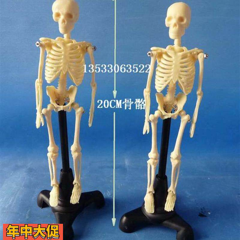 20cm人体骨骼拼装模型益智玩具人体骨架骷髅模型