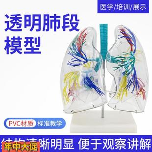 肺段模型透明肺段模型肺模型胸外科支气管树人体肺部解剖模型