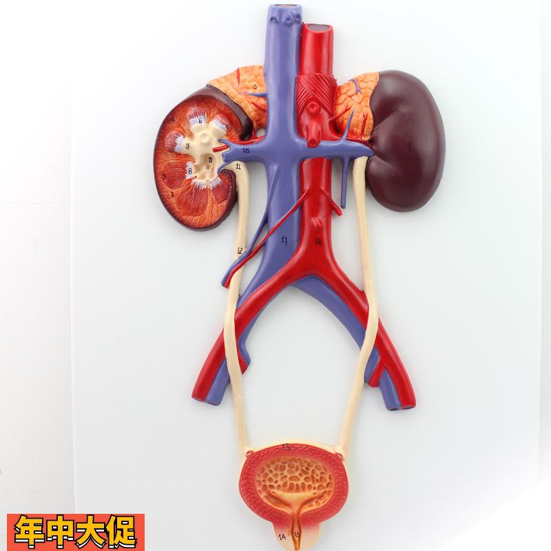 ENOVO颐诺人体泌尿系统模型输尿管膀胱尿道模型肾解剖模型医学泌