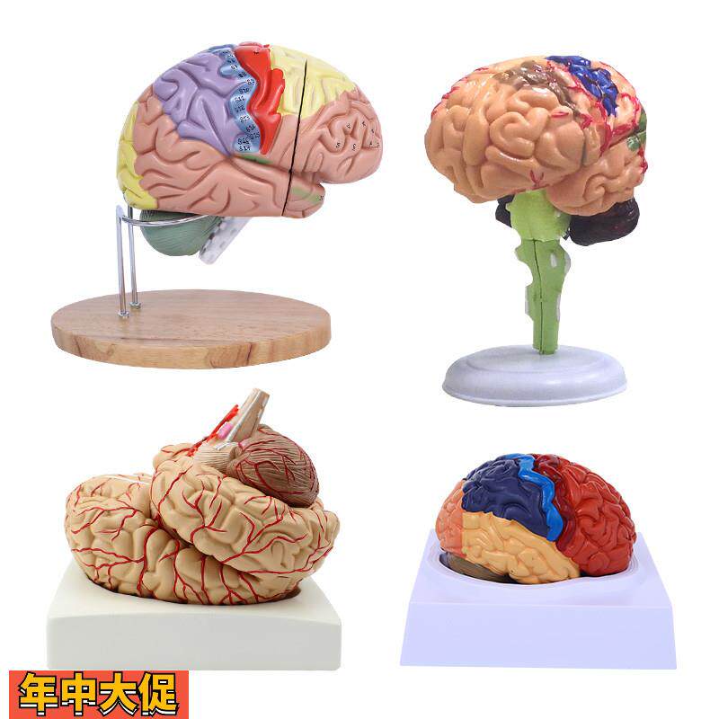 脑模型脑功能区域色分模型人体大脑解剖模型人脑动脉构造脑神经