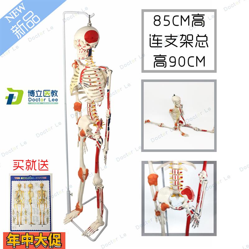美术艺用医学85CM人体骨骼模型骨骼骨架教学模型带韧带