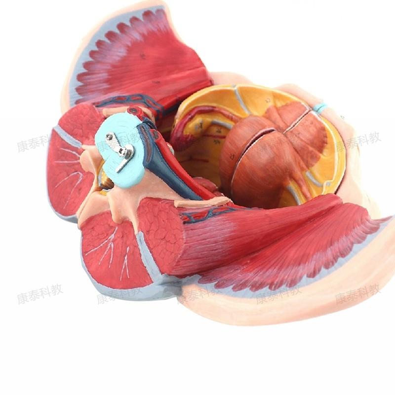 康泰医模女性盆腔模型盆底肌会阴泌尿生殖腹腔产康修复家政培训用