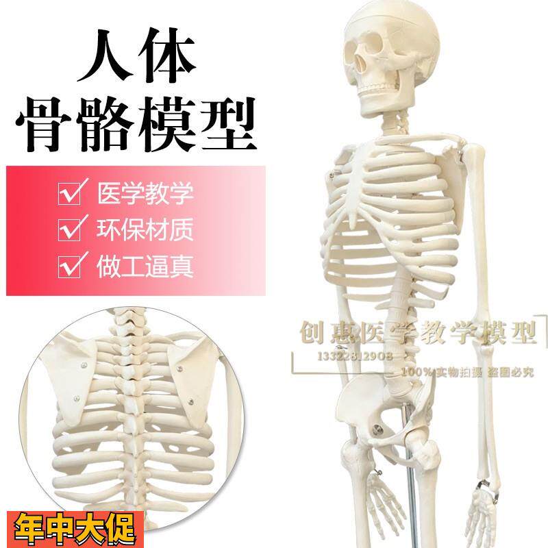 85cm人体骨骼模型椎间盘脊柱脊椎神经正骨医用骨架模型包邮