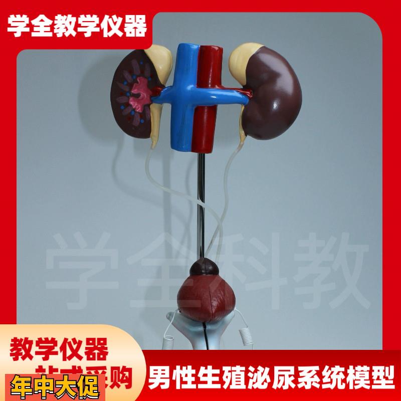 输尿管结构初中生物前列腺教学仪器男性泌尿生殖系统模型品质模型