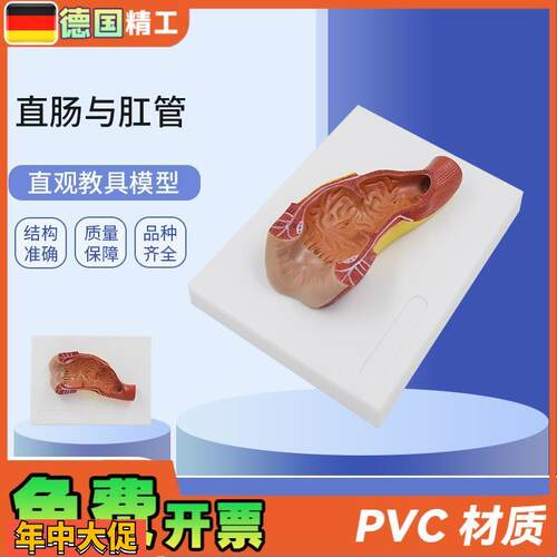 德国】PNT-0453直肠与肛管消化系统人体解剖模型肠道解剖生物教