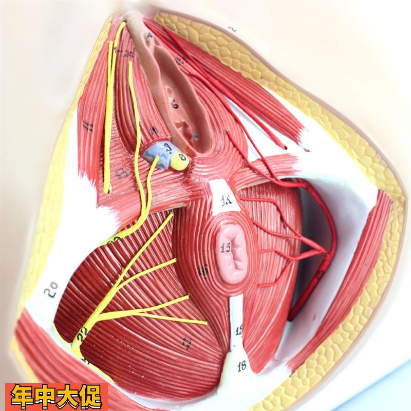 ENOVO颐诺女性会阴模型骨盆血管神经盆底肌解剖教具妇科泌尿肛肠