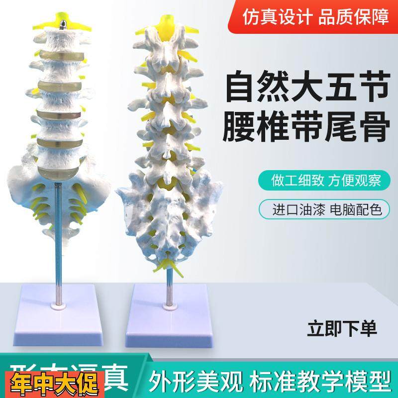自然大五节腰椎带尾椎模型成人腰椎带尾骨脊椎神经腰椎间盘演示,玩具/童车/益智/积木/模型,其他模型玩具,淘宝优惠券,粉丝福利购,淘宝优惠卷