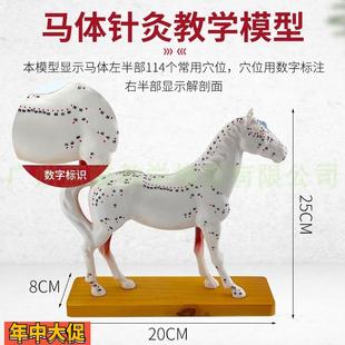 马体针灸模型马体解剖模型动物解剖模型马穴位模型兽医教学教具