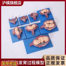 沪模HM/42005妊娠胚胎发育过程模型(8部件)展示胎儿十月妊娠发育