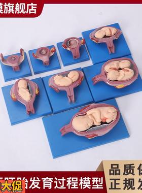 沪模HM/42005妊娠胚胎发育过程模型(8部件)展示胎儿十月妊娠发育