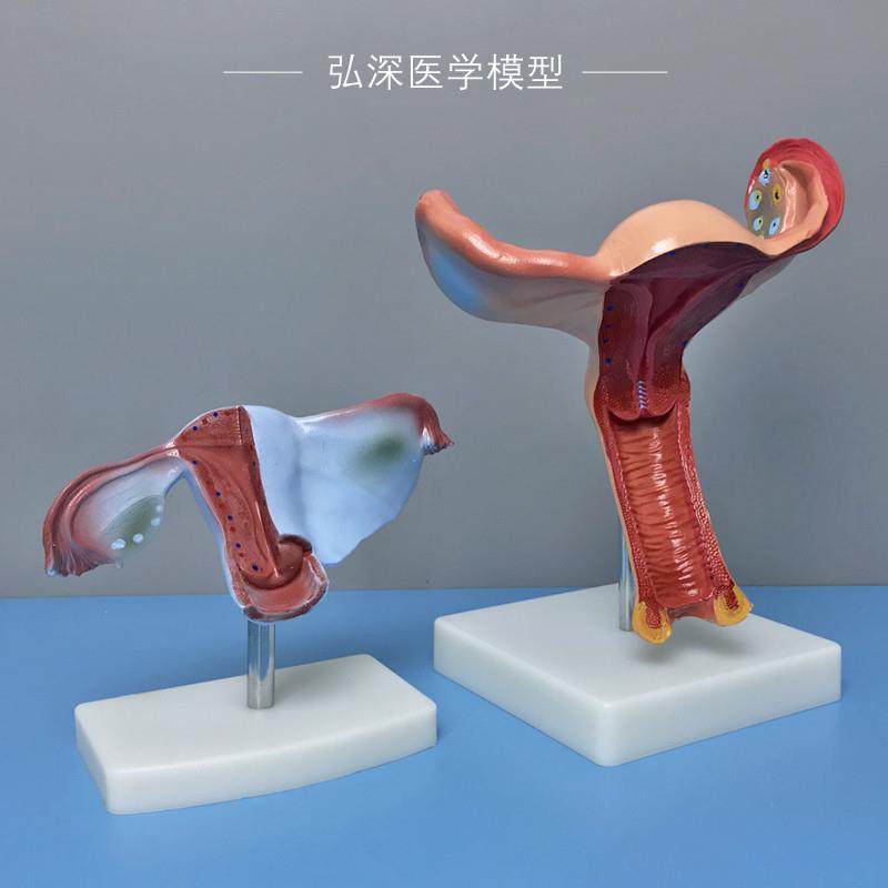女性子宫模型人体生殖系统结构卵巢生理器官解剖妇幼产科医学教学
