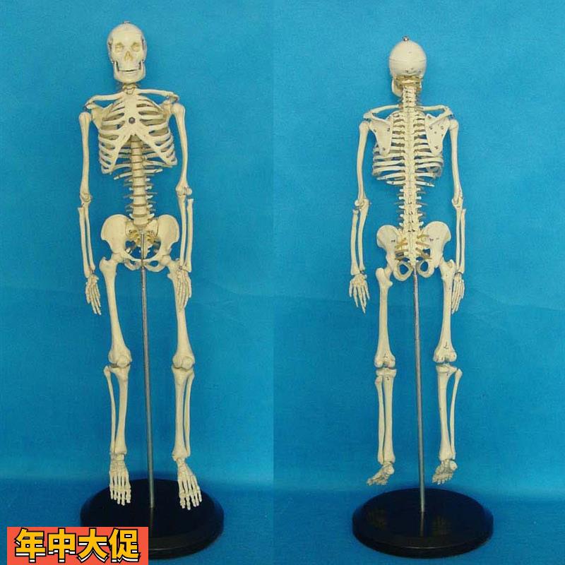 人体模型65CM人体骨骼模型骨架教学模型素描动漫医学教具