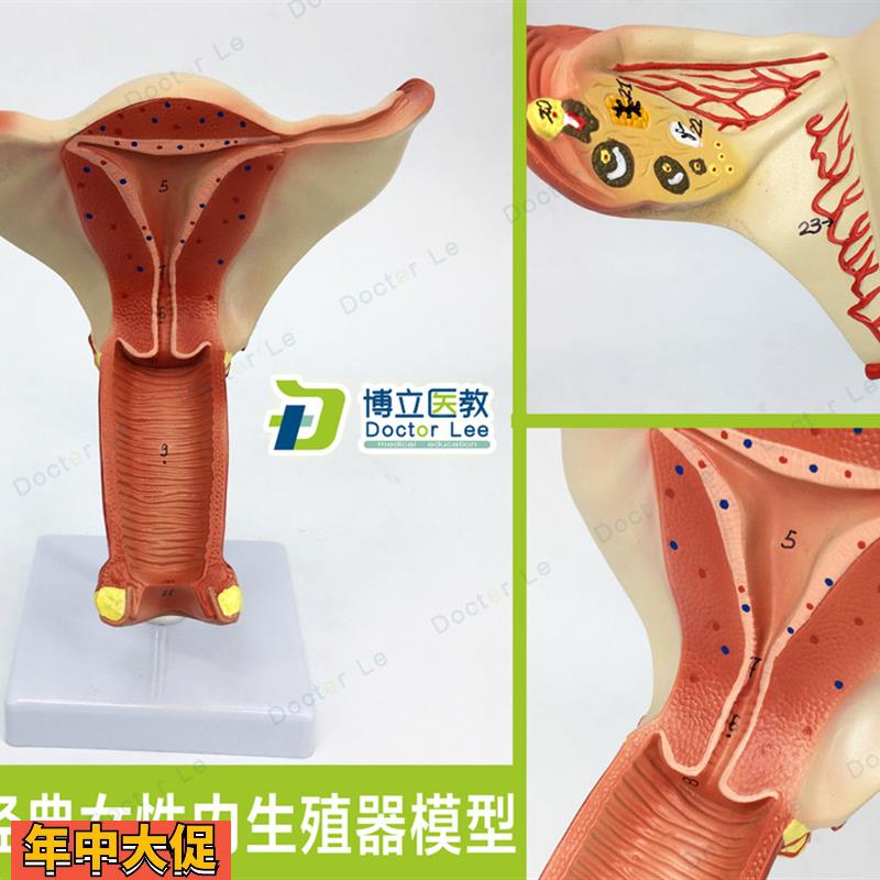 医学人体女性生殖系统内生殖器模型子宫模型妇产科解剖计划生育