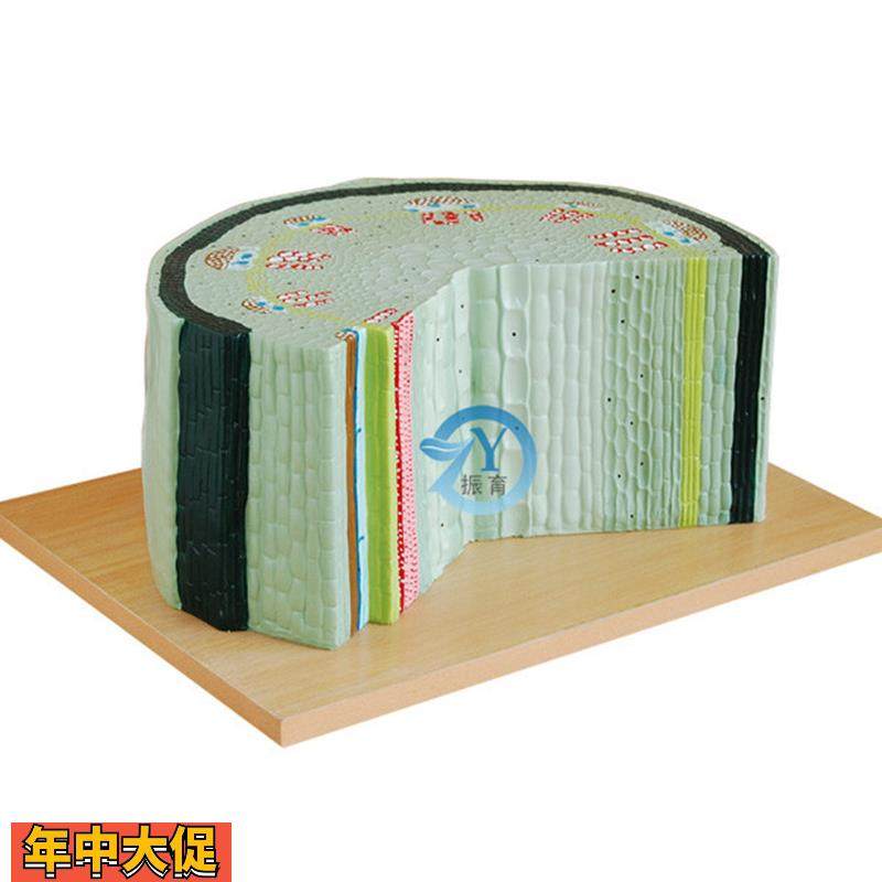 双子叶子植物茎模型生物教学用模具标本,文具电教/文化用品/商务用品,文创/手作/文化用品,淘宝优惠券,粉丝福利购,淘宝优惠卷