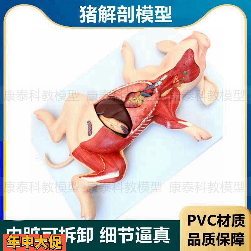 猪解剖模型内脏可拆卸动物肺心脏胃肠肝脏兽医畜牧院校实验教学标