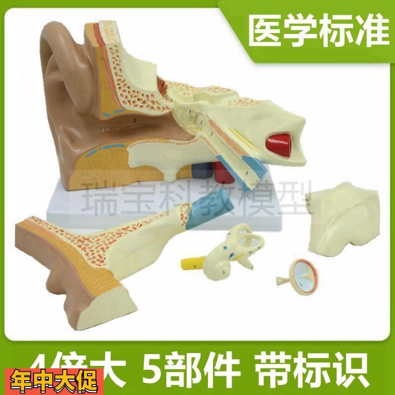 耳朵模型放大4倍拆卸5部件耳蜗迷路半规管鼓膜听小骨听觉位置器官