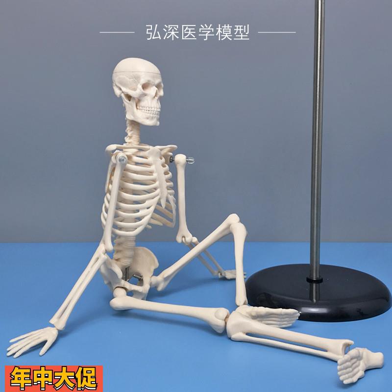 45cm高人体骨骼模型骨架骷髅骨头架子医学生小白教学模具四肢可拆
