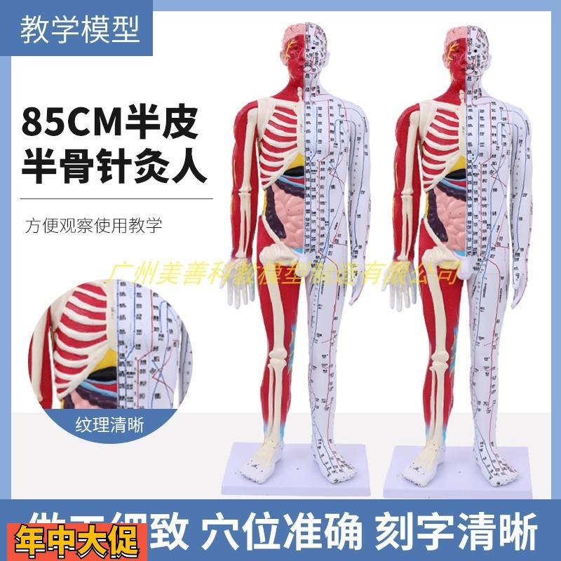 85CM人体针灸模型半肌肉骨骼内脏解剖模型中医经络穴位模型超清