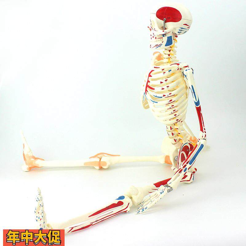 ENOVO颐诺85CM可弯曲人体骨骼肌肉起止点韧带模型成人骨骼骨架人,文具电教/文化用品/商务用品,教学标本/模型,淘宝优惠券,粉丝福利购,淘宝优惠卷