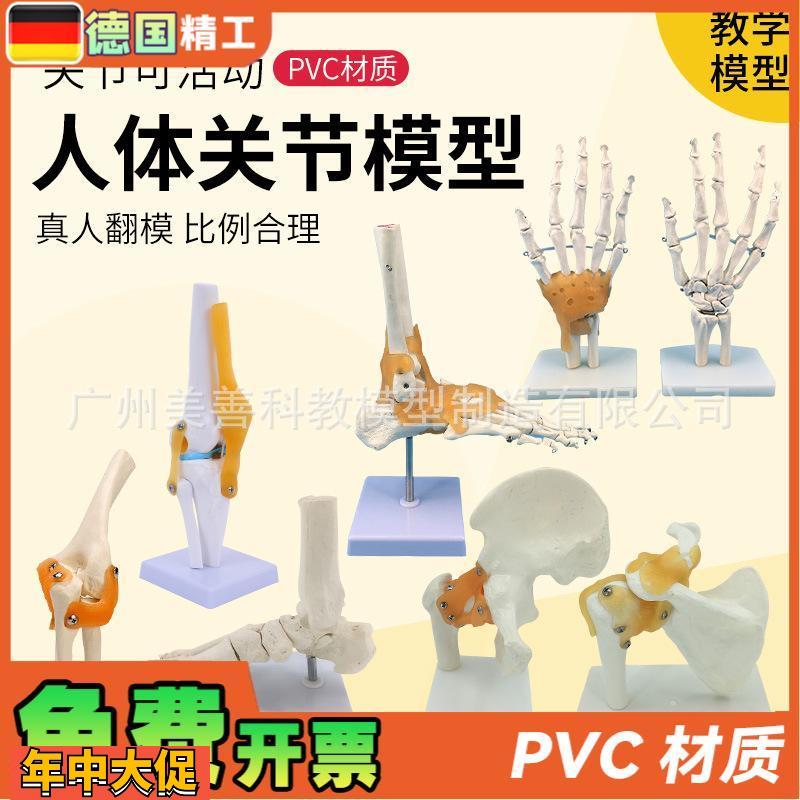 人体膝关节功能模型肩关节肘关节手关节脚关节髋关节可动骨骼模型