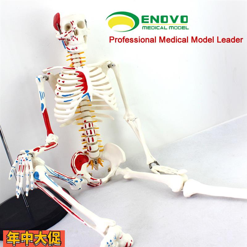 ENOVO颐诺医学85CM人体骨骼模型神经肌肉起止点骨架瑜伽教学脊柱