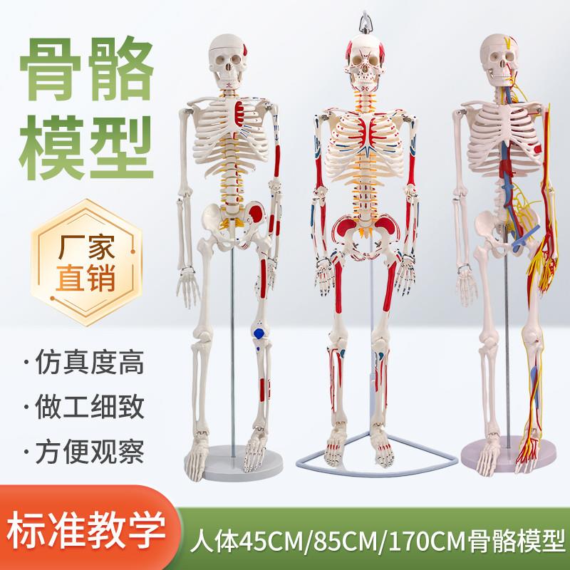 45CM85cm人体骨骼模型医学标准骨骼标本骷髅骨架教学模型美术