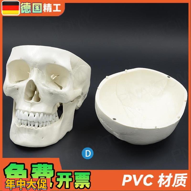 德国】1比1大人体头骨模型成人头颅骨仿真骷髅头骨教学美术标本