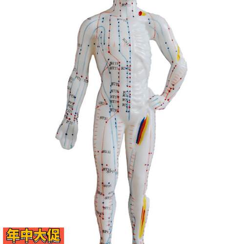 中医针灸小人人体经络穴位模型针灸穴位模型小人26cm教学模特硅胶