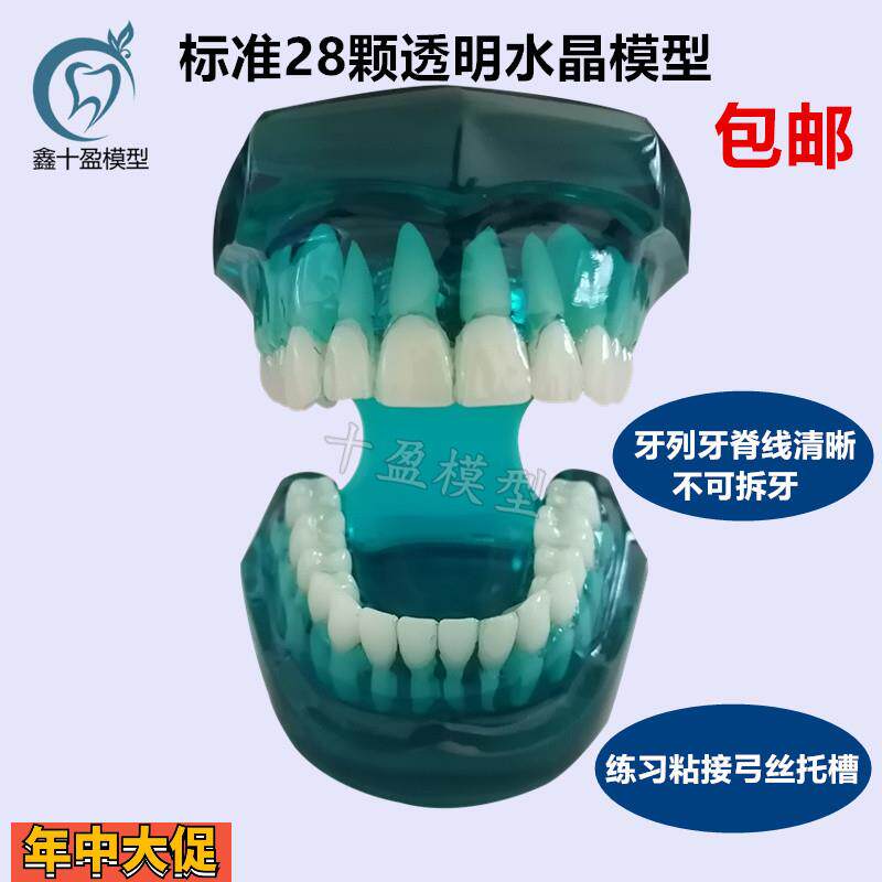 牙科口腔模型标准牙齿模型标准牙列牙脊线清晰四种对比托槽模型