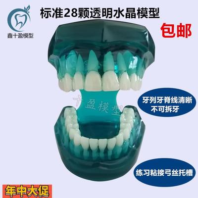 牙科口腔模型标准牙齿模型标准牙列牙脊线清晰四种对比托槽模型