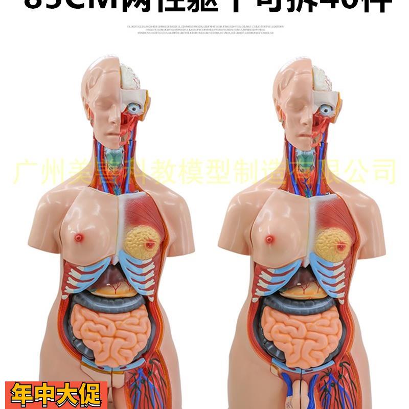 85cm两性躯干模型器官互换可拆40件人体解剖模型医学教具