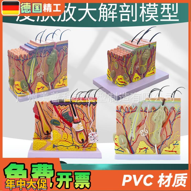 人体皮肤结构解剖模型组织层次放大皮肤构造具微整形演示美容教学