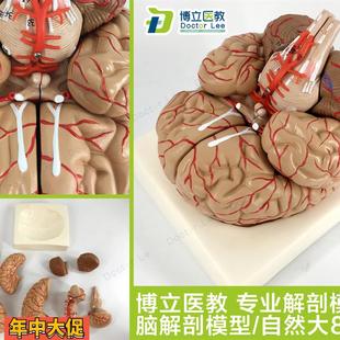人体脑解剖模型脑模型脑干模型脑结构模型仿真大脑模型医用教学