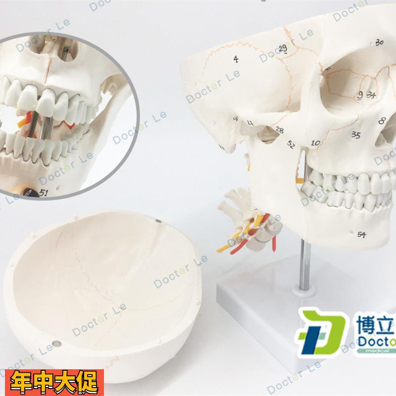 医用人体头骨模型11骨缝线头颅骨模型骷髅头模型可拆卸口腔模