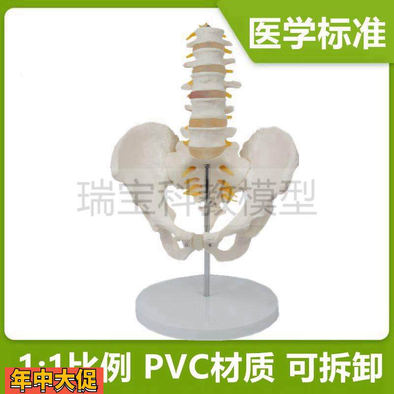 人体腰椎带骨盆模型正骨针灸教学产后康复家政月嫂培训骶骨尾椎骨