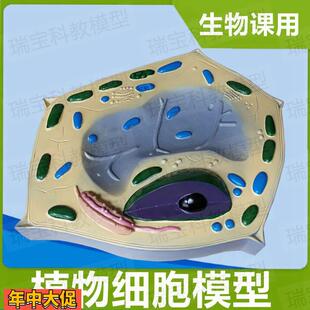 植物细胞模型微细结构叶绿体细胞核初中高中实验生物课教具器材