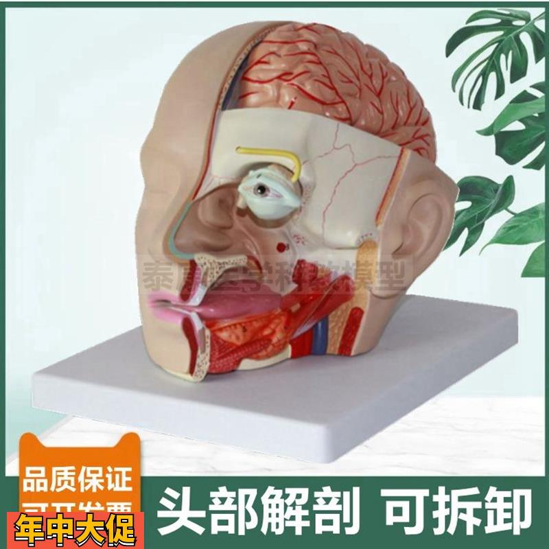 面部解剖模型医美整形教学局部鼻腔咽喉口腔脑外科医生用头部结构
