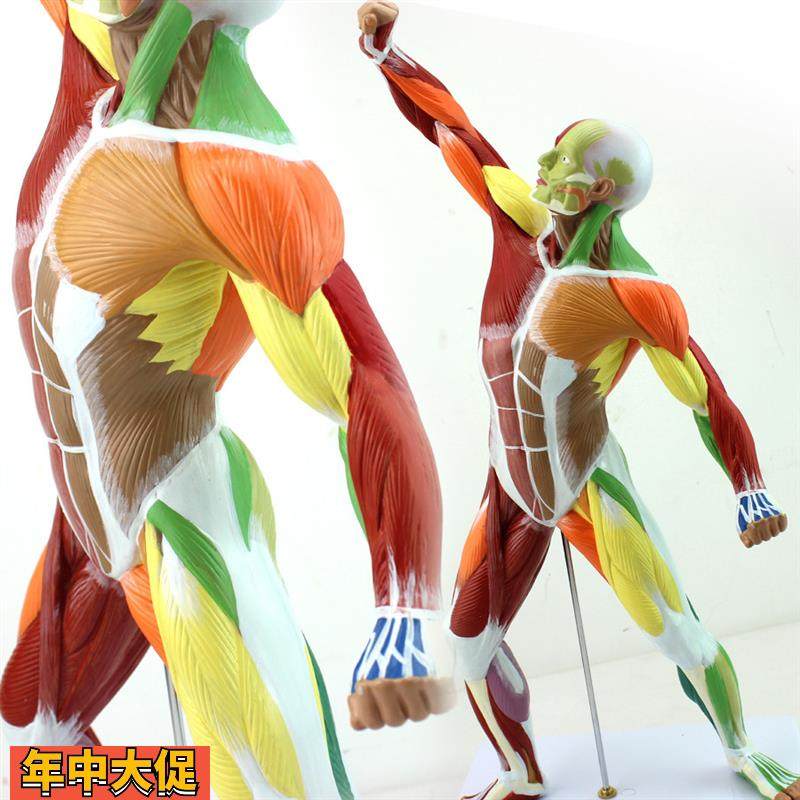 ENOVO颐诺医学美术人体全身肌肉模型运动肌肉解剖系统健身教学人,文具电教/文化用品/商务用品,教学标本/模型,淘宝优惠券,粉丝福利购,淘宝优惠卷