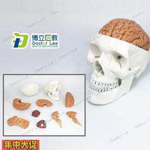 医学人体头颅骨大脑头骨模型颅脑解剖神经科静态模型脑部模型