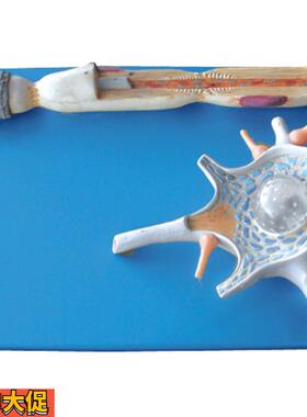 神经元放大模型A18001/解剖模型