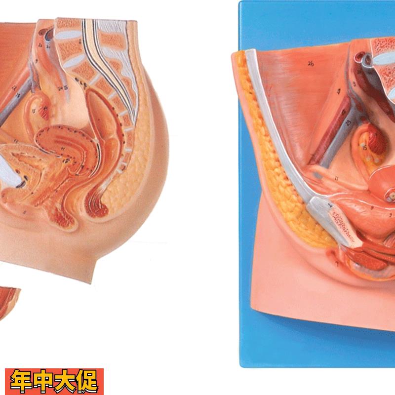 女性盆腔正中矢状切面模型/解剖模型A15104