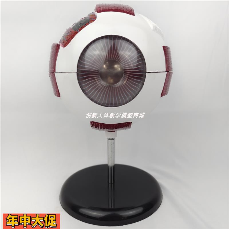 可拆卸人体眼球解剖模型六倍放大五官眼科眼睛?构功能?用玩具