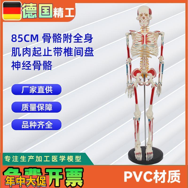 85CM附全身肌肉起止带椎间盘神经骨骼人体骨骼模型