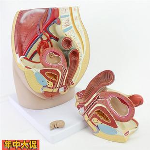 ENOVO颐诺女性盆腔解剖模型生殖泌尿子宫胚胎儿妇产科医学用教学